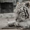 1657795775 shutterstock 1100210051.jpg?w=60&h=60&dpr=1